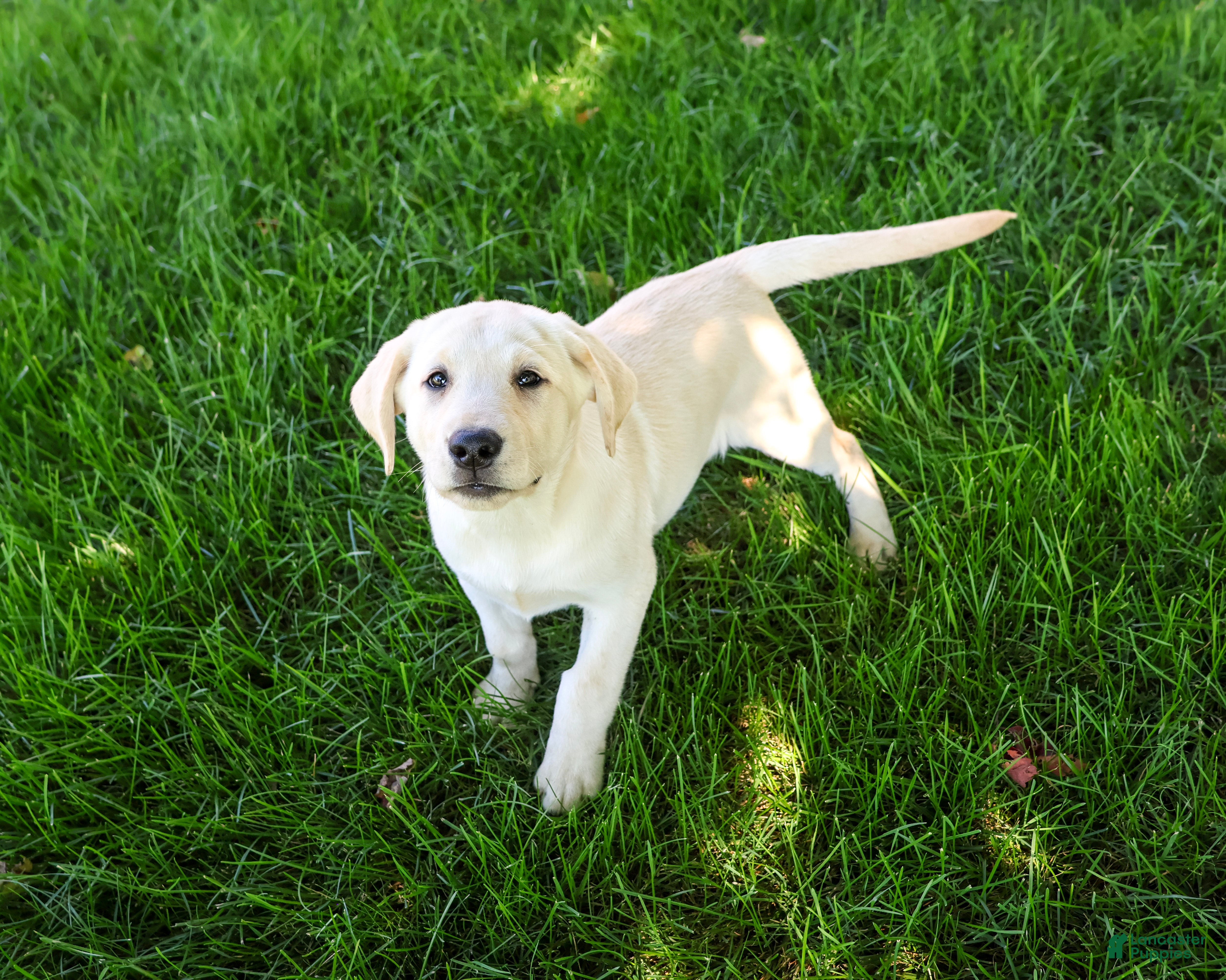 Labrador Retriever dogs Rodney - Ad 2