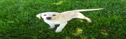 Labrador Retriever dogs for sale: Rodney - Ad 2