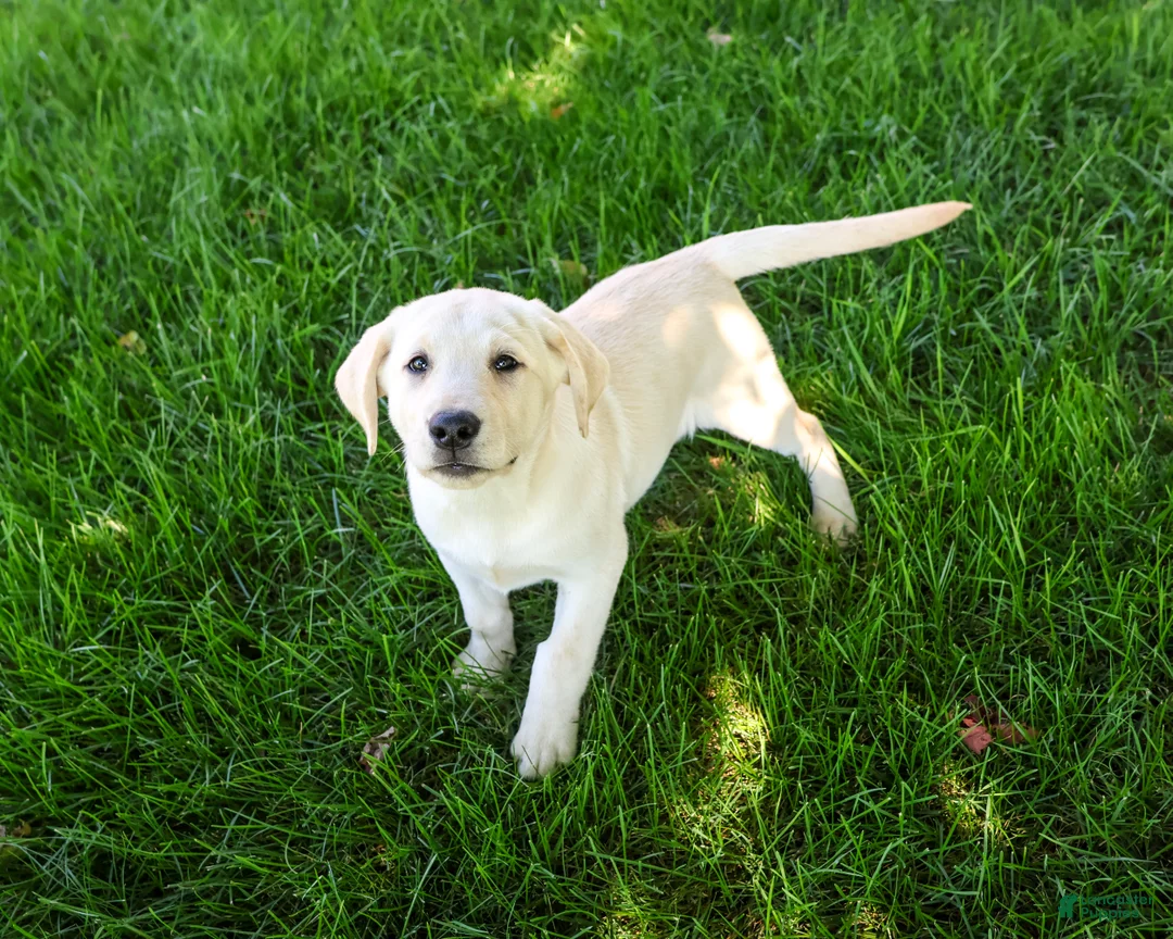 Labrador Retriever dogs for sale: Rodney - Ad 2