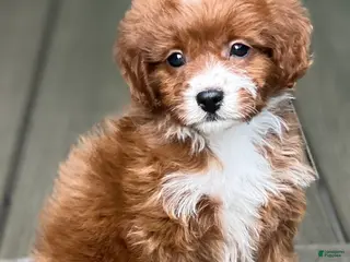 Cavapoo dogs for sale: Lulu - Ad 1
