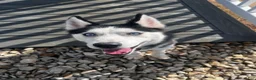 Siberian Husky dogs for sale: Blue  - Ad 2