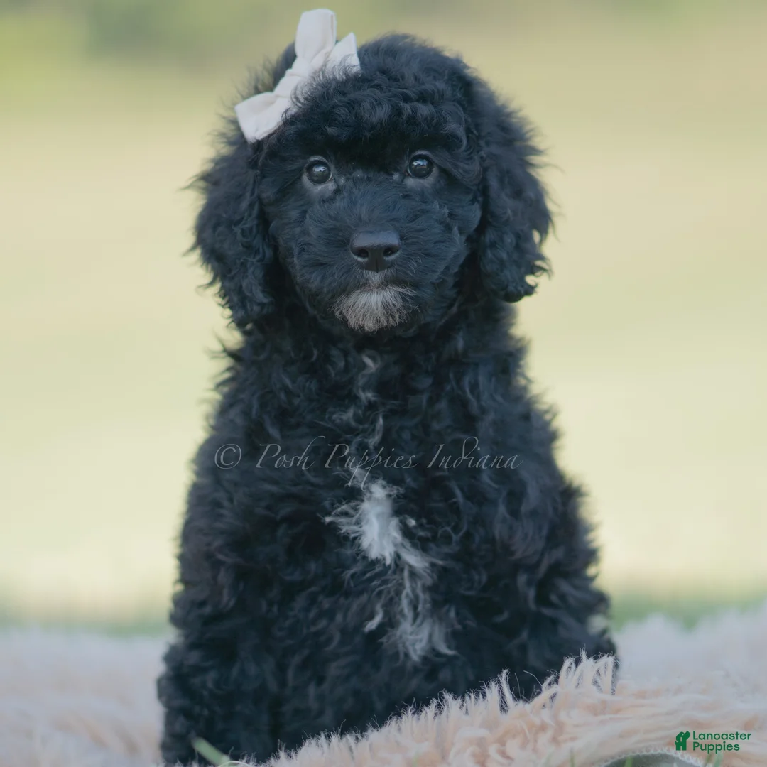 Mini Goldendoodle dogs for sale: Bailey - Ad 2