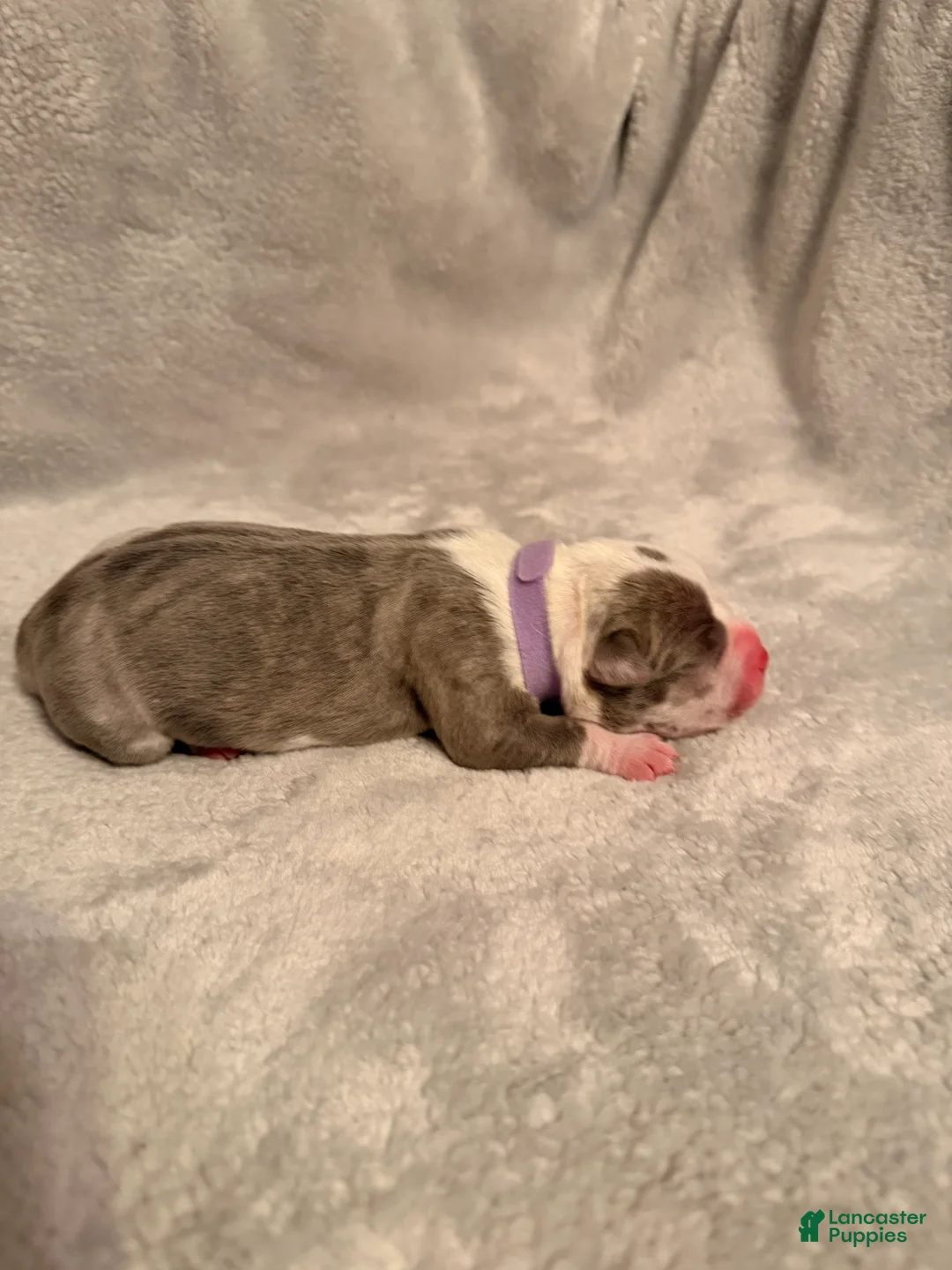 American Bully dogs for sale: Platinum Merle Purple Collar - Ad 2