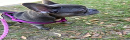 French Bulldog dogs for sale: French Bulldog 2 - Ad 10