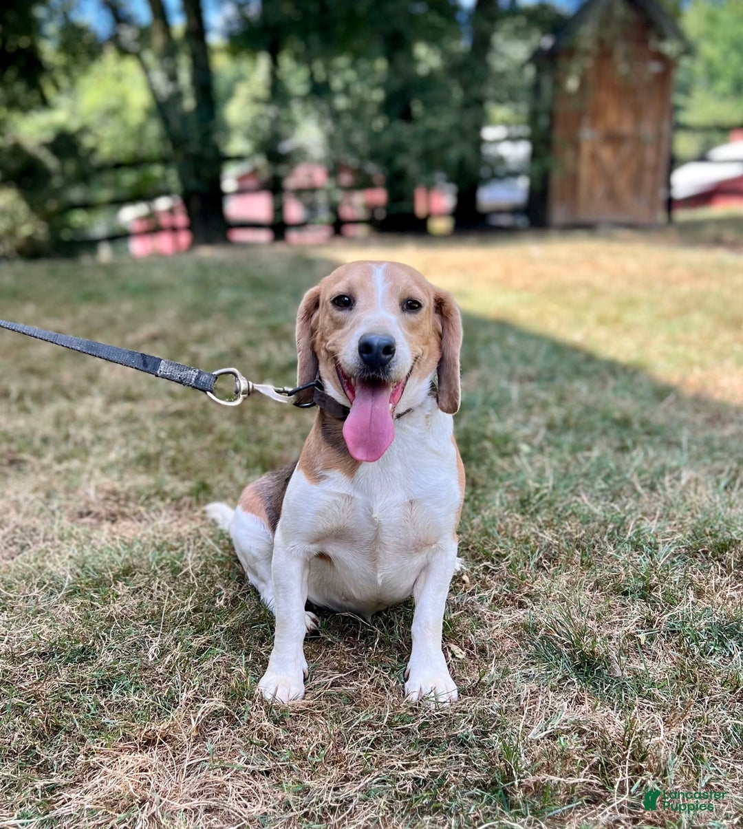 Beagle dogs for sale: Daisy - Ad 1
