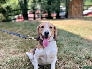 Beagle dogs Daisy - Ad 40