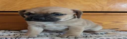 Puggle dogs for sale: Kevin  - Ad 10
