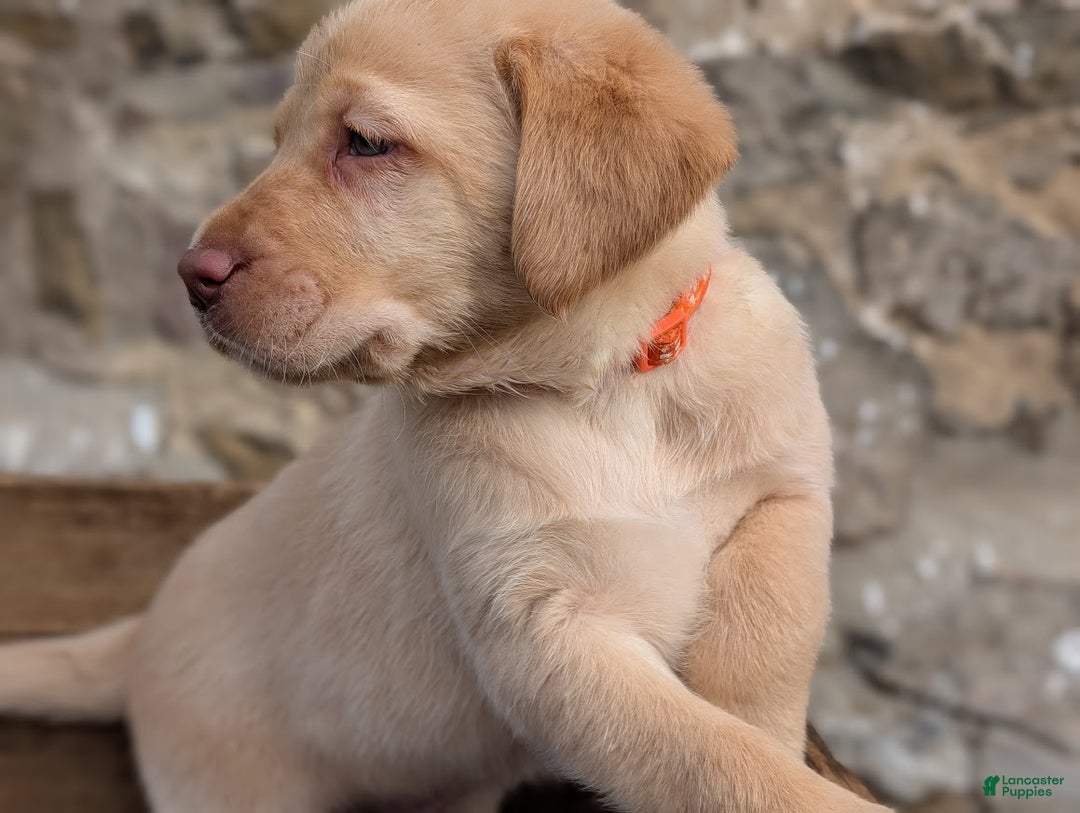 Labrador Retriever dogs for sale: Rylee - Ad 2