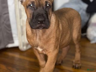 Cane Corso dogs Cane Corso Puppy 1 - Ad 28