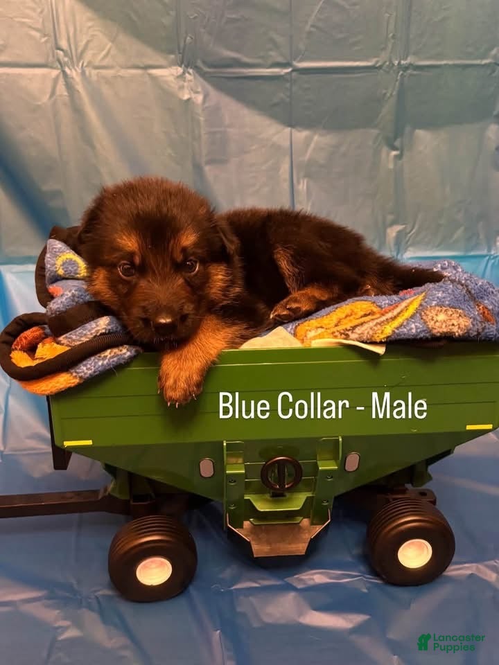 German Shepherd dogs Blue collar (male) - Ad 1