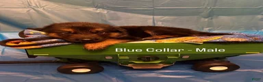 Blue collar (male)