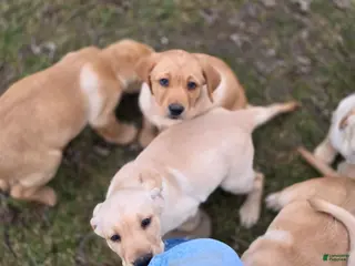 Labrador Retriever dogs Labrador Retriever Puppy 7 - Ad 4