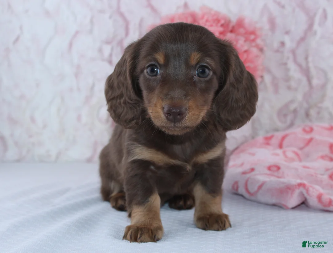Miniature Dachshund dogs for sale: Danica - Ad 1