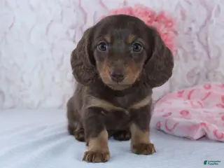 Miniature Dachshund dogs for sale: Danica - Ad 1