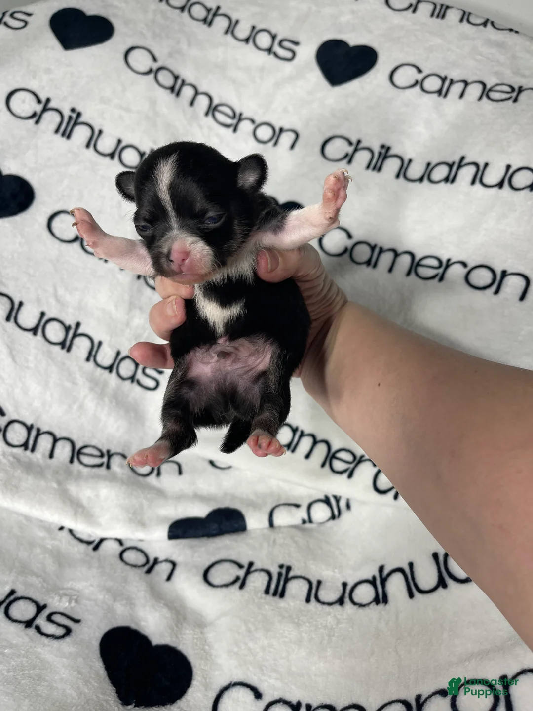 Chihuahua dogs for sale: Parker Tiny Short Coat - Ad 2