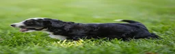 Bernedoodle dogs for sale: Brooks Bernedoodle Puppy  - Ad 3