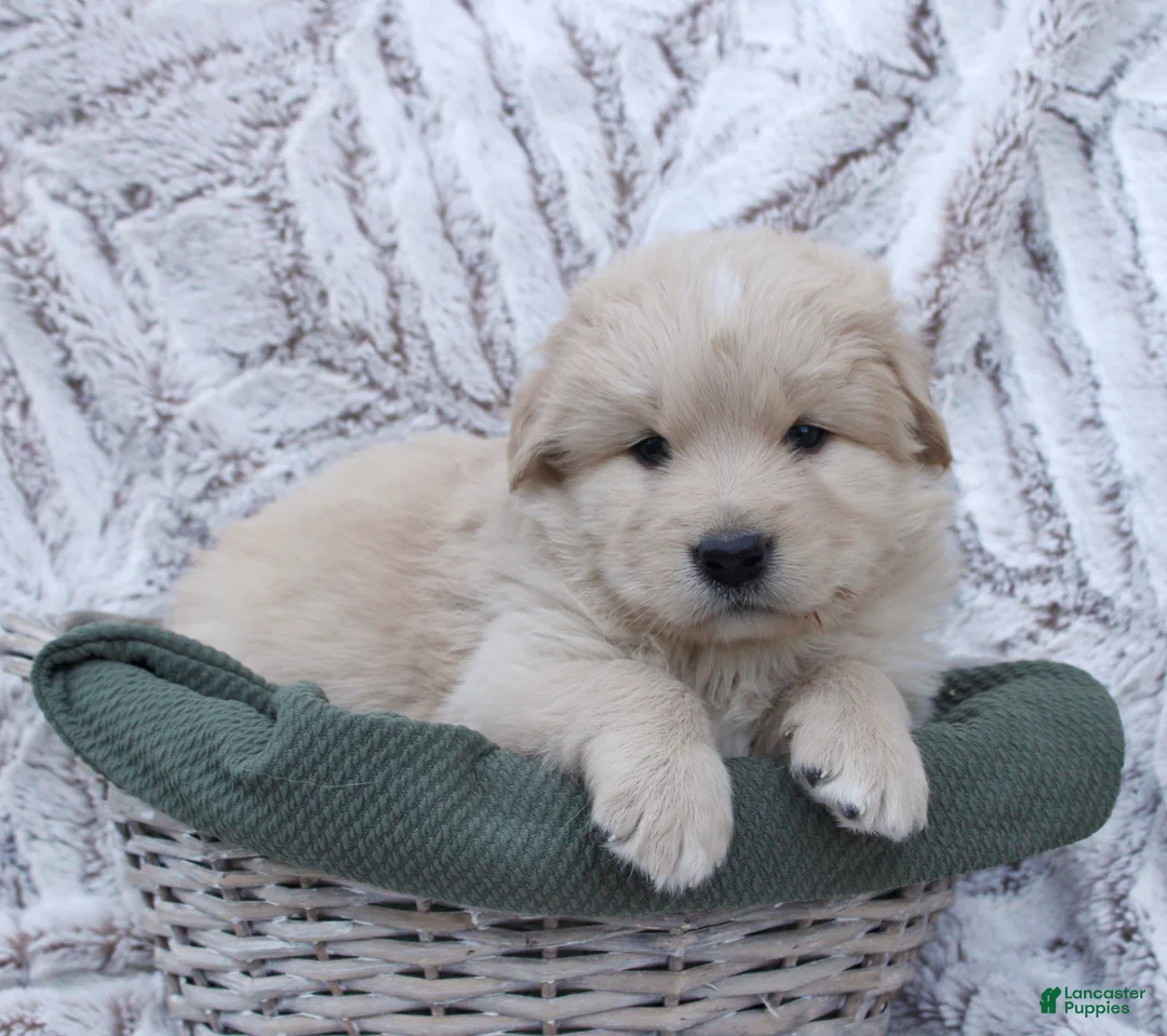 Mixed Breed dogs for sale: Mixed Breed Puppy 2 - Ad 1