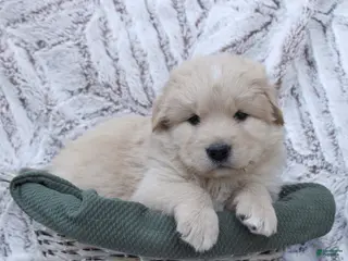 Mixed Breed dogs Mixed Breed Puppy 2 - Ad 12