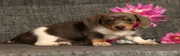Miniature Dachshund dogs for sale: Andy - Ad 4
