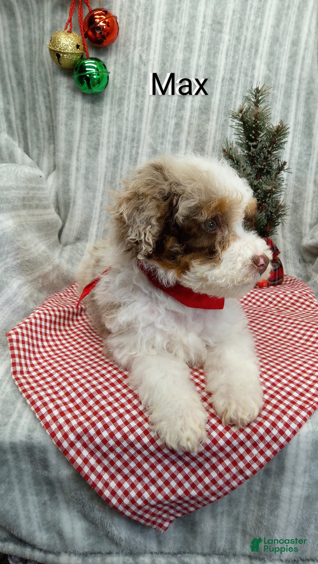 Mini Bernedoodle dogs for sale: Max - Ad 4