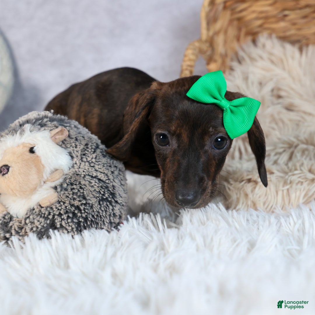 Miniature Dachshund dogs for sale: Fletcher - Ad 10