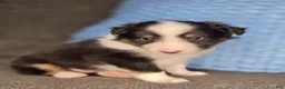 Shetland Sheepdog dogs for sale: Tiffin - Ad 5