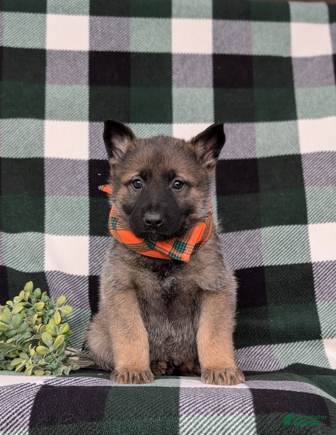 Mixed Breed dogs for sale: Colbert - Ad 3