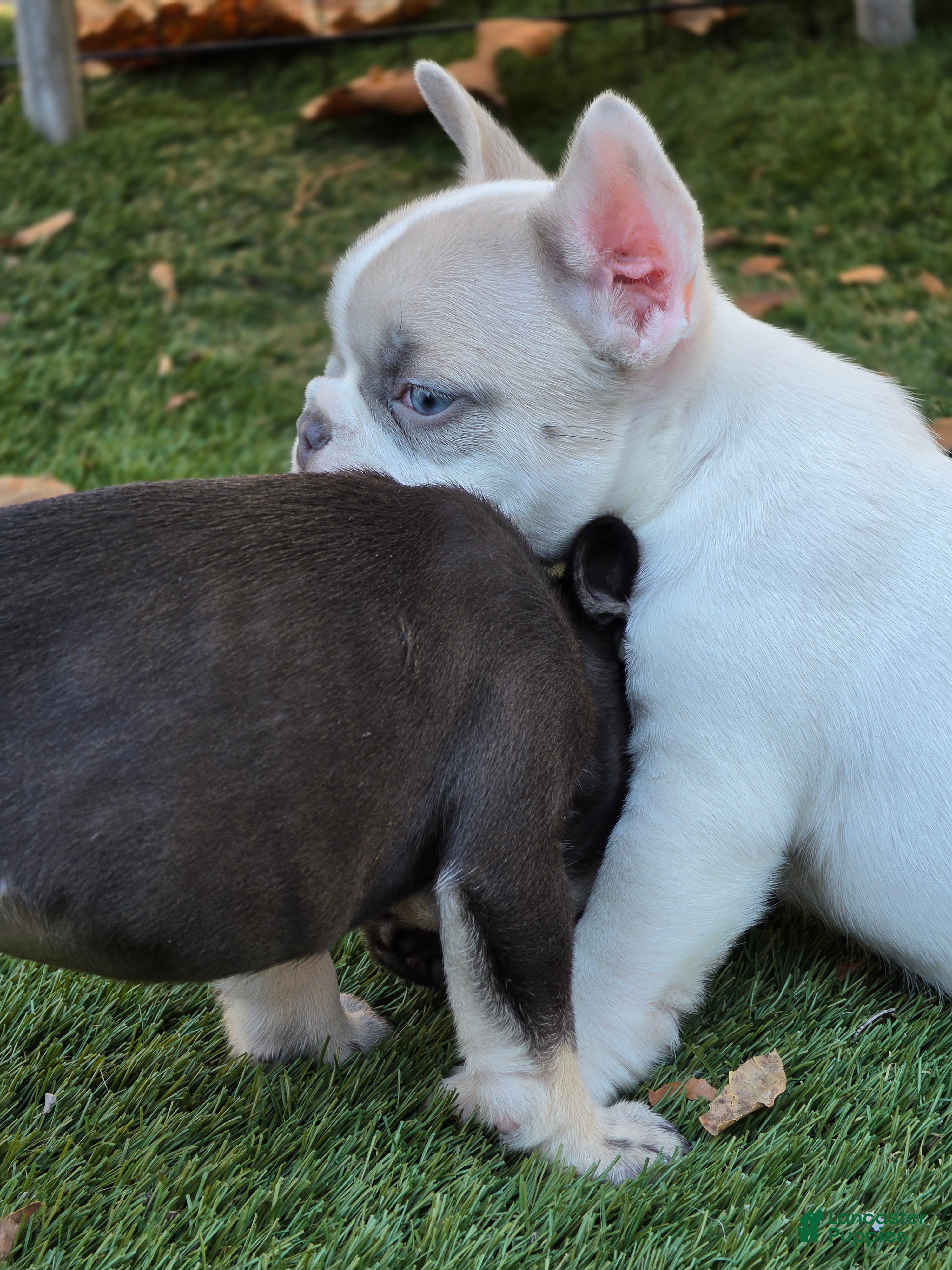 French Bulldog dogs for sale: Micah - Ad 1