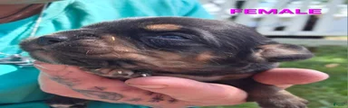 Mixed Breed 5