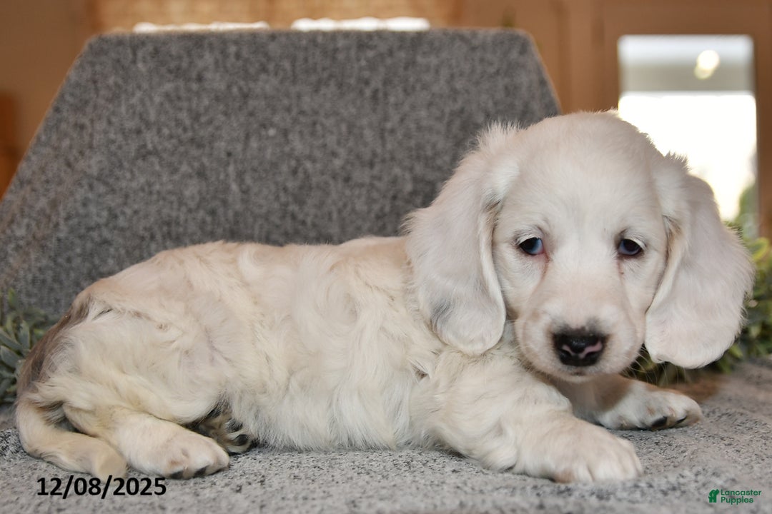 Miniature Dachshund dogs for sale: Noelle - Ad 4