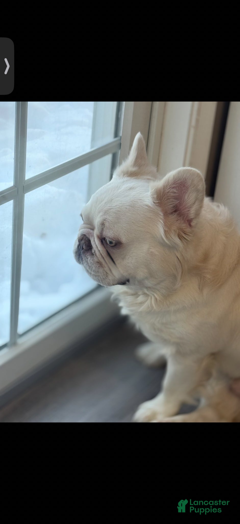 French Bulldog dogs for sale: April - Ad 9