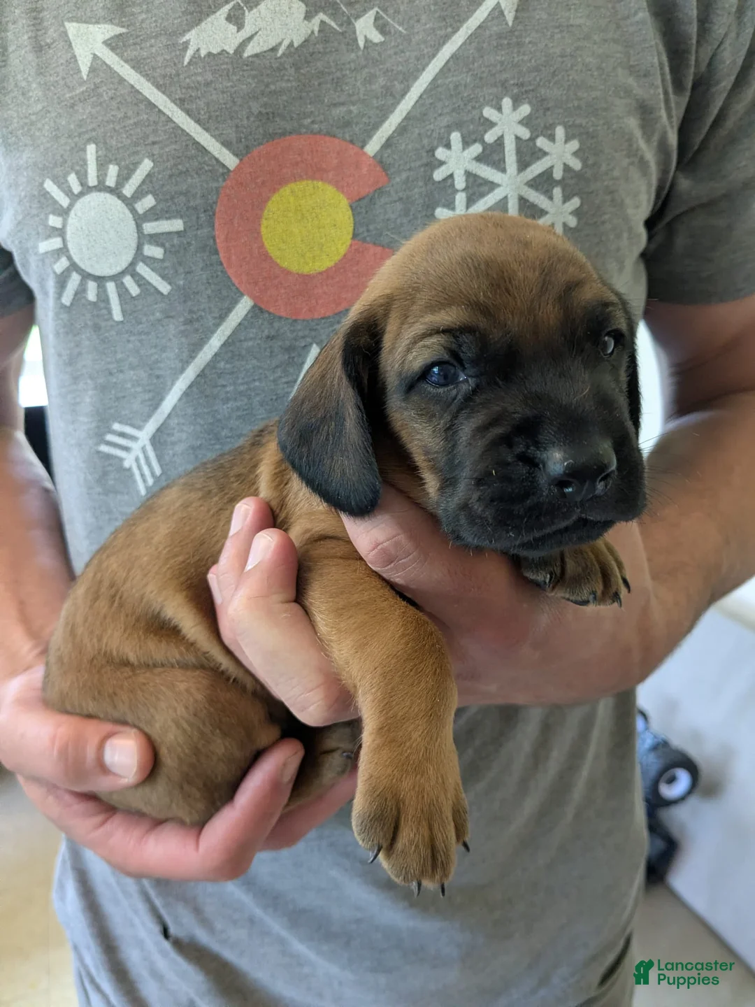 Other breed dogs for sale: Bavarian Mountain Hound - Ad 1