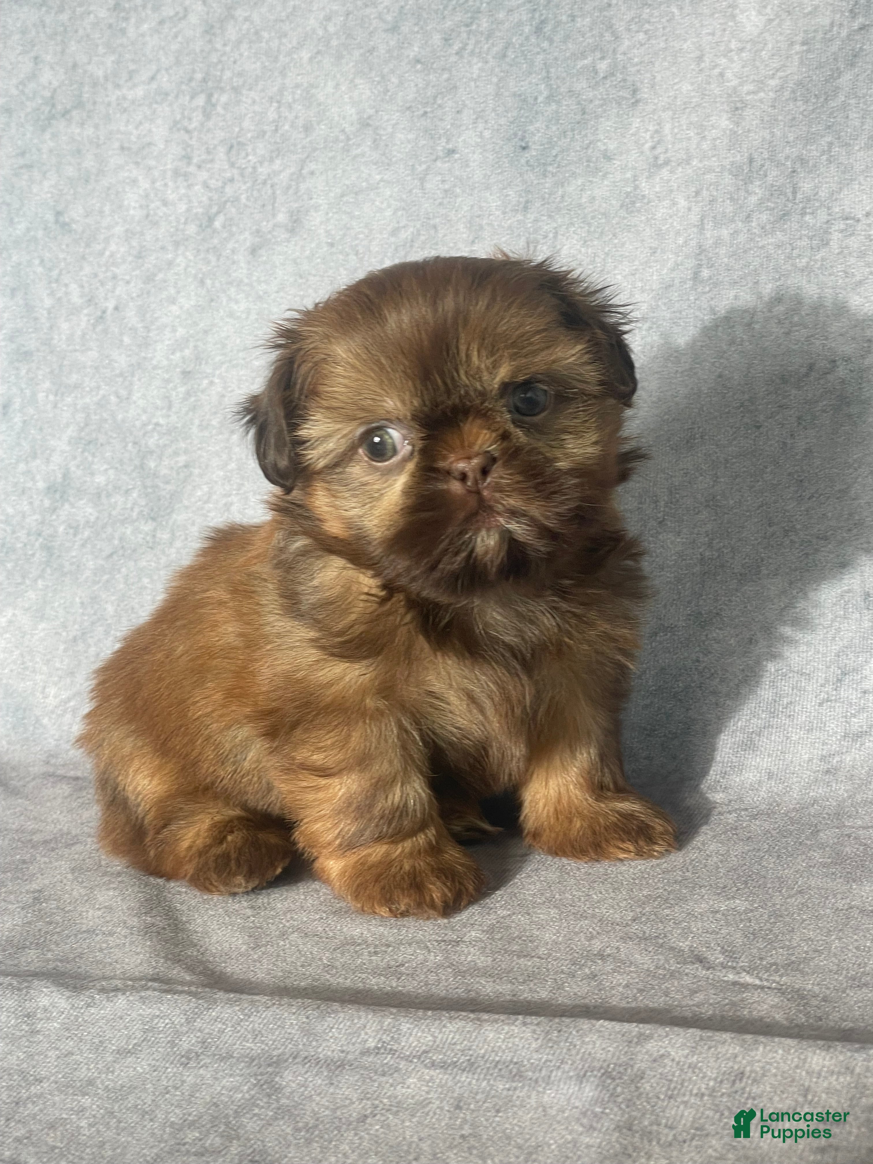 Shih Tzu dogs Dallas - Ad 2