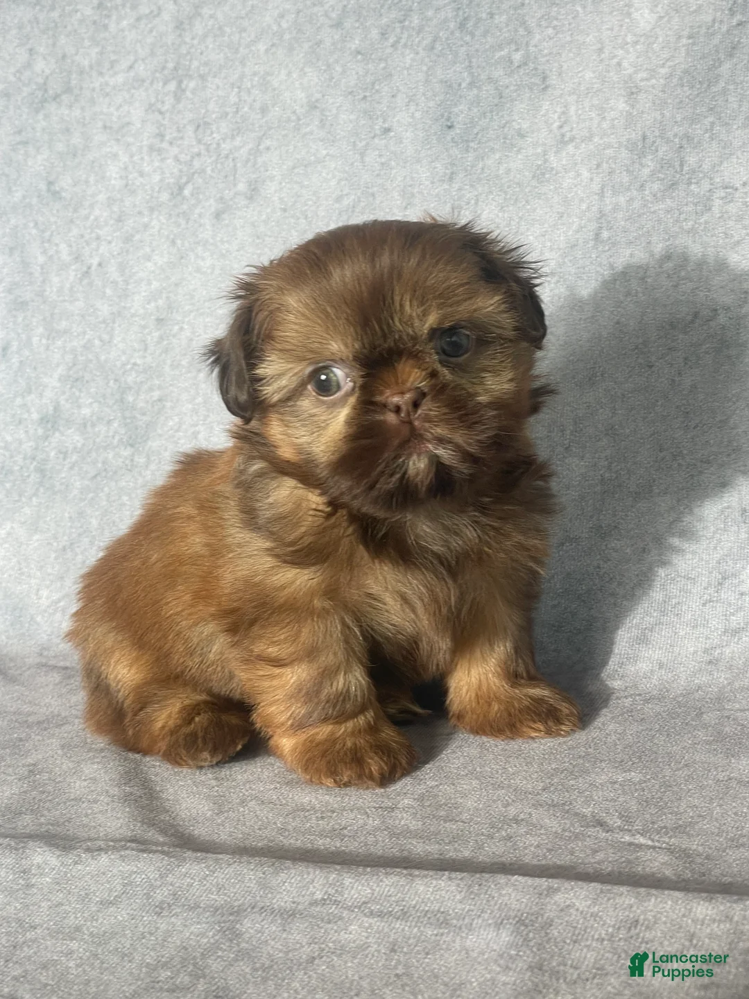 Shih Tzu dogs for sale: Dallas - Ad 2