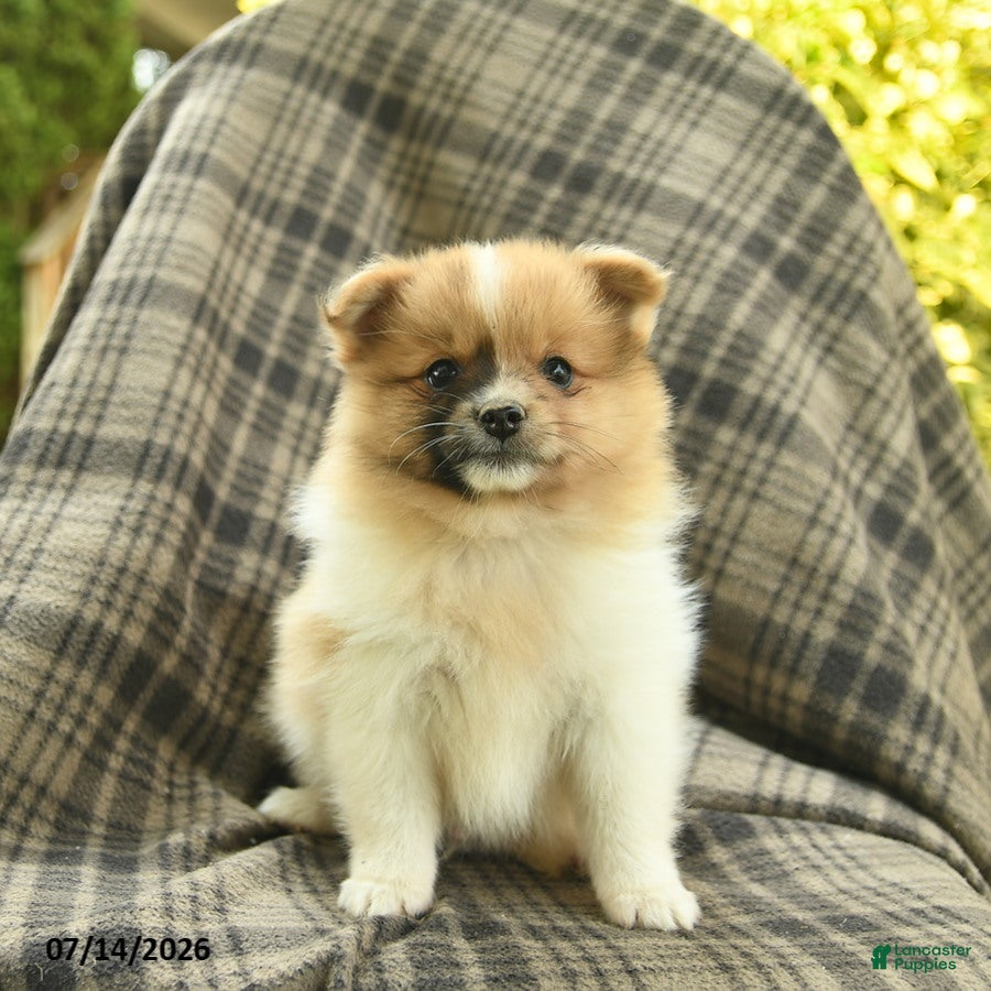 Pomeranian dogs Sandy  - Ad 2