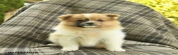 Pomeranian dogs for sale: Sandy  - Ad 2