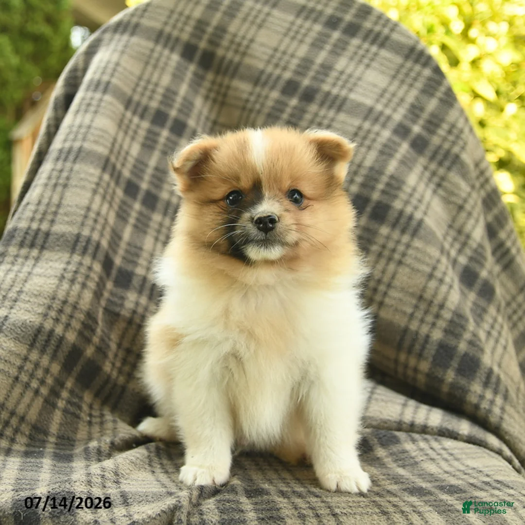 Pomeranian dogs for sale: Sandy  - Ad 2