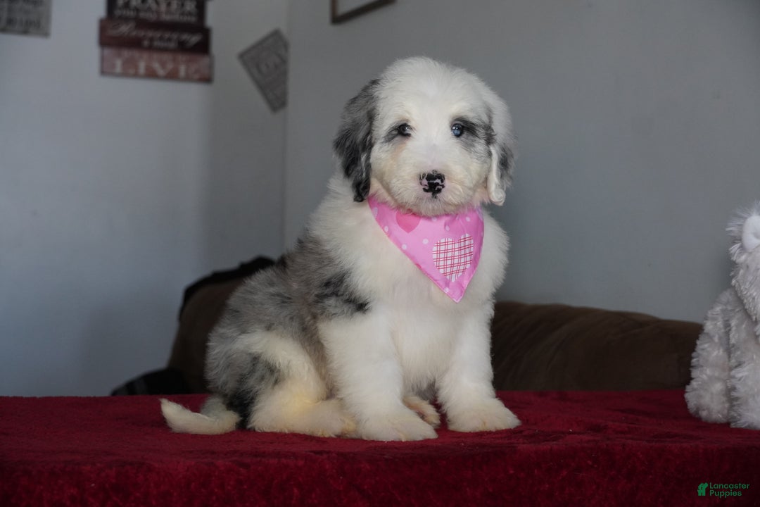 Sheepadoodle dogs for sale: Lily - Ad 3