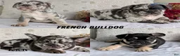 French Bulldog dogs for sale: Flint - Ad 12