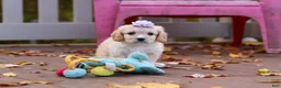 Cavachon dogs for sale: Rosie - Ad 4