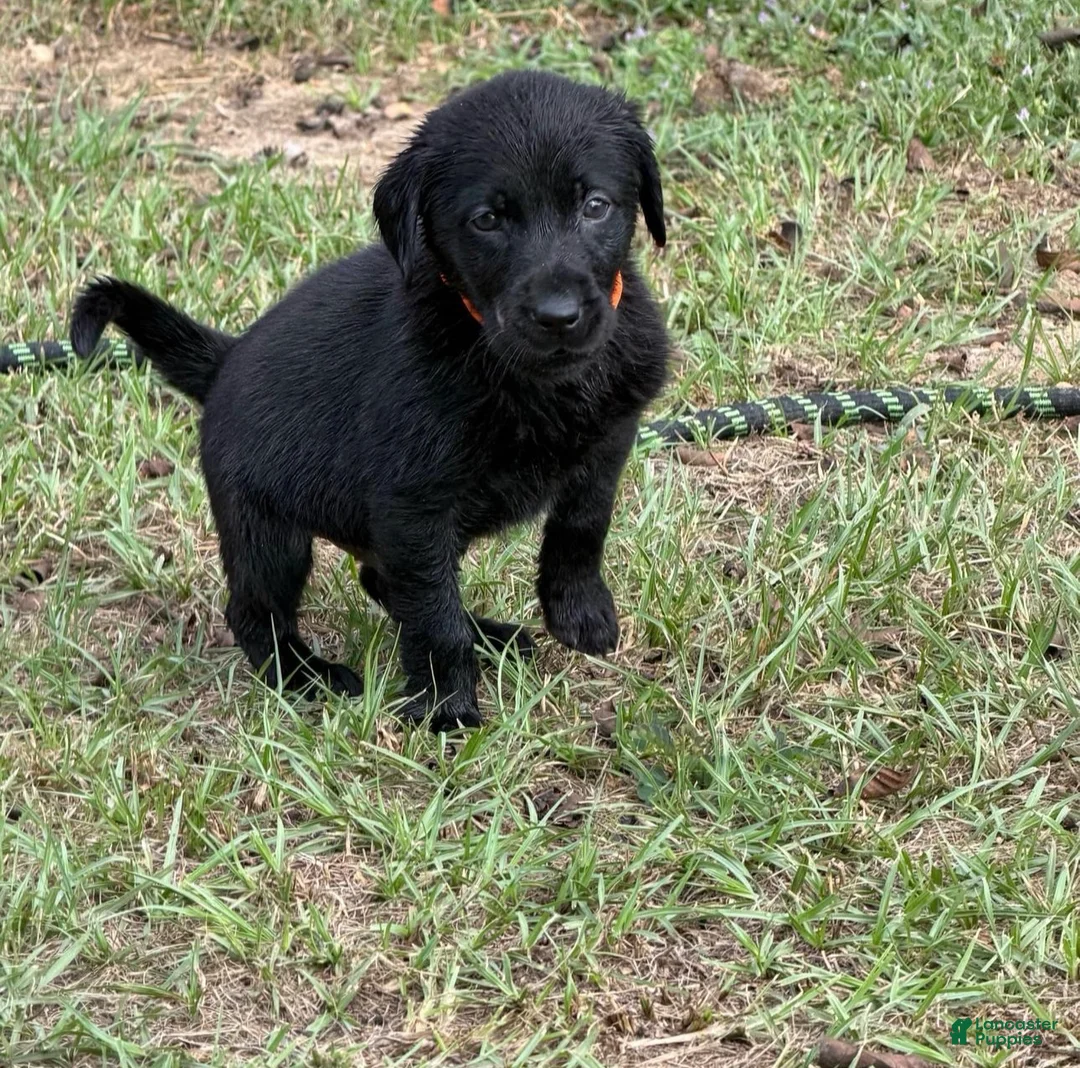 Labrador Retriever dogs for sale: Ash - Ad 1