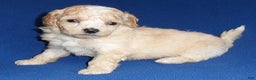 Shihpoo dogs for sale: Nugget - Ad 7
