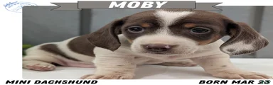 Moby