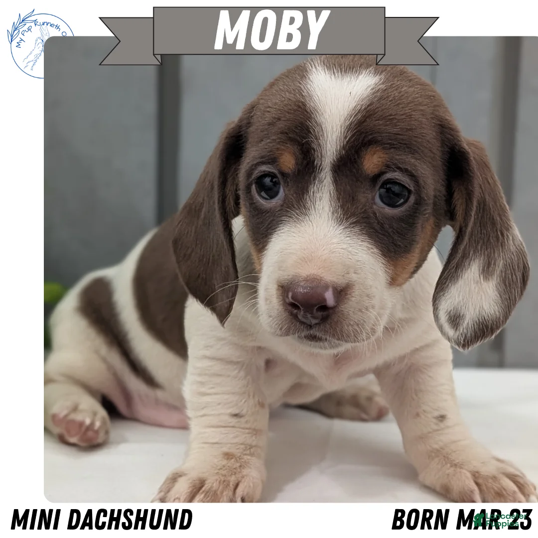 Miniature Dachshund dogs for sale: Moby - Ad 1