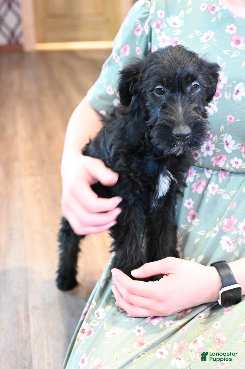 Mixed Breed dogs Fern - Ad 1