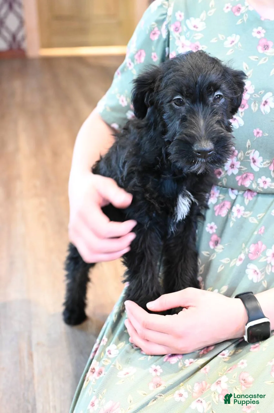 Mixed Breed dogs for sale: Fern - Ad 1