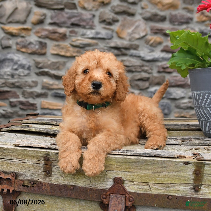 Mini Goldendoodle dogs Champ  - Ad 1