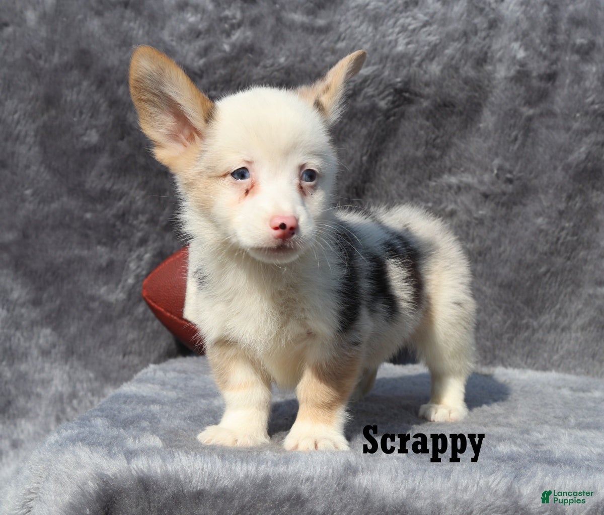 Welsh Corgi Pembroke dogs Scrappy - Ad 1