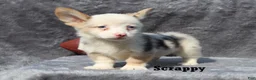 Welsh Corgi Pembroke dogs for sale: Scrappy - Ad 1