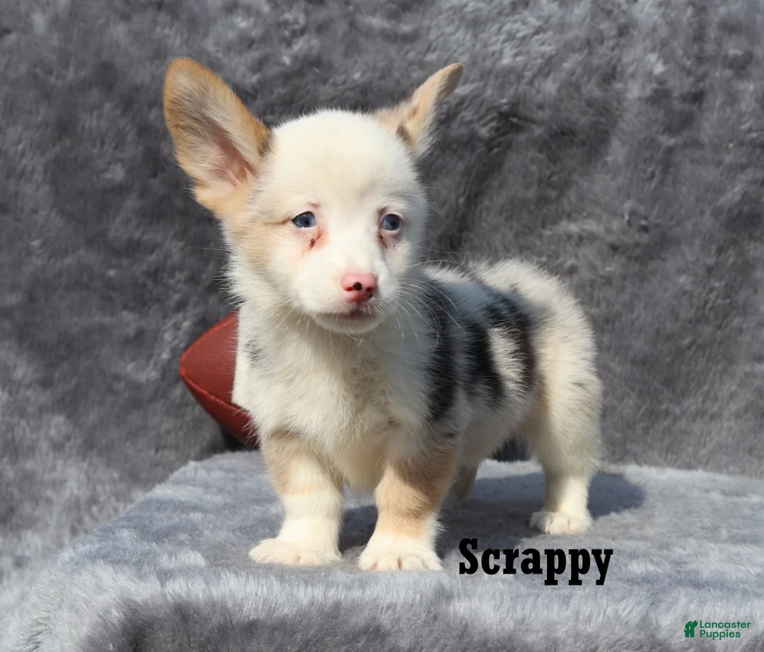 Welsh Corgi Pembroke dogs for sale: Scrappy - Ad 1